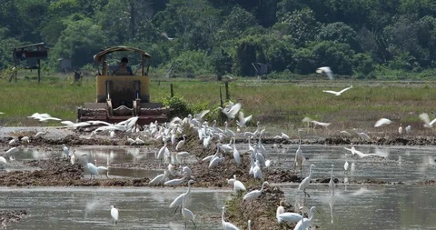 Birds Stock Footage 101492650
