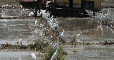 Birds Video stock 101492698