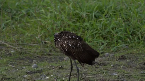 Birds 스톡 동영상 102411068