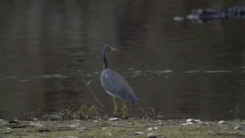 Birds Stock Footage 102413897