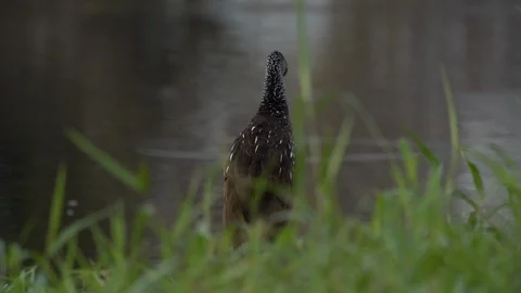 Birds 스톡 동영상 102415945