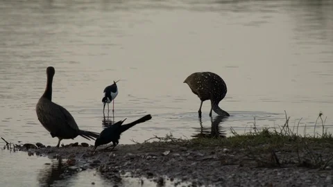 Birds Stock Footage 102416007