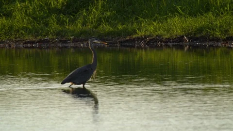 Birds Stock Footage 102421413