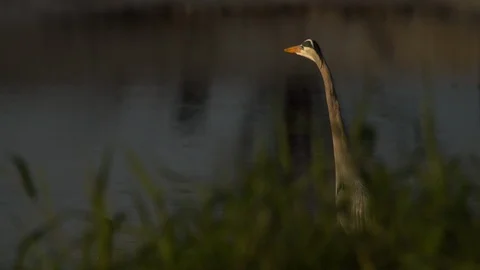 Birds Stock Footage 102421716