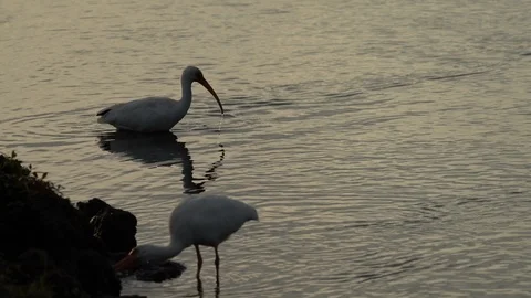 Birds Stock Footage 102439721