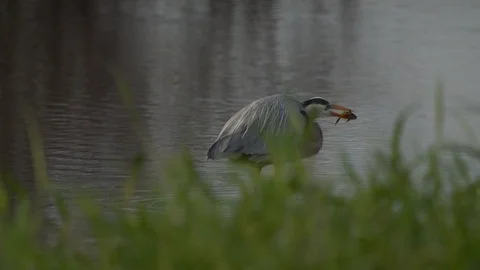 Birds Stock Footage 102440744
