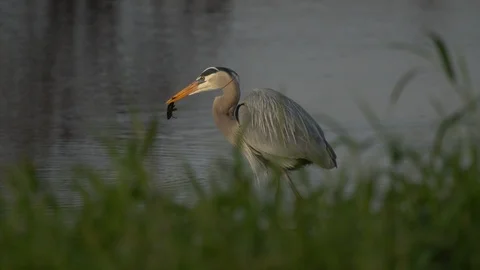 Birds Stock Footage 102442006