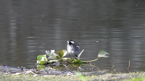 Birds Stock Footage 102442875