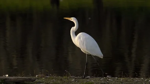 Birds Stock Footage 102443573