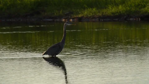 Birds Stock Footage 102446309