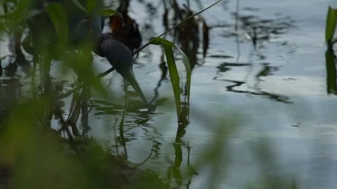 Birds Stock Footage 102505793