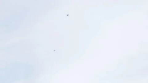 Birds Видео 104976701