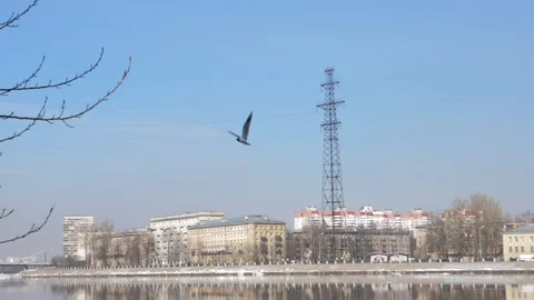 Birds Video stock 106464990