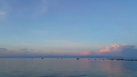 Birds Stock Footage 108082904