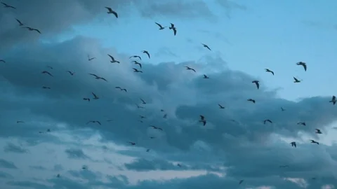 Birds 動画素材 112229151