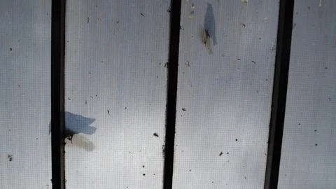 Birds Stock Footage 119106176