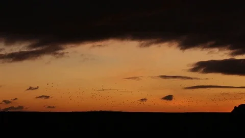 Birds Stock Footage 120909902