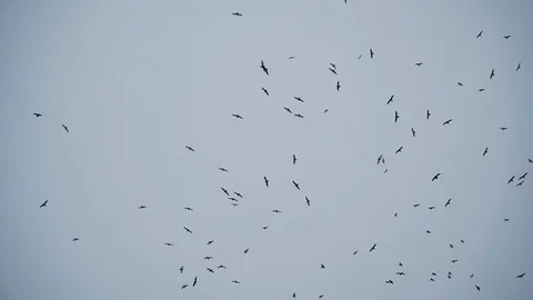 Birds Stock Footage 121807793