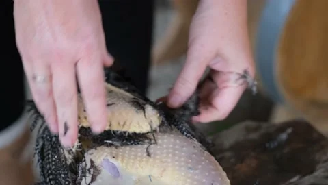 Birds Stock Footage 131208941