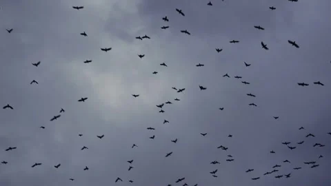 Birds Stock Footage 131210706