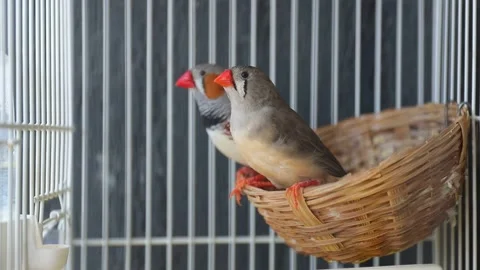 Birds Stock Footage 138562808