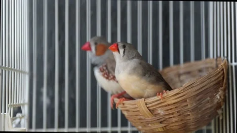 Birds Stock Footage 138562831