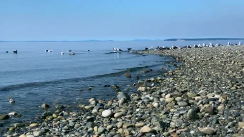 Birds Stock Footage 138981905