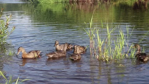 Birds Video stock 139277194