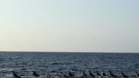 Birds Stock-Footage 141231495