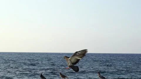 Birds Stock-Footage 141232148