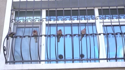 Birds 库存影片 143748370