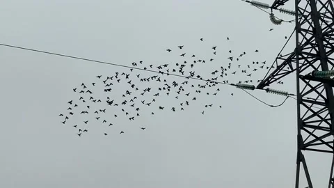 Birds Stock Footage 155367650