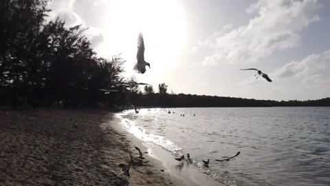 Birds Vidéo 159317269