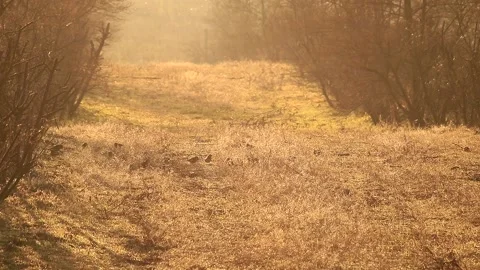 Birds Stock Footage 166576686