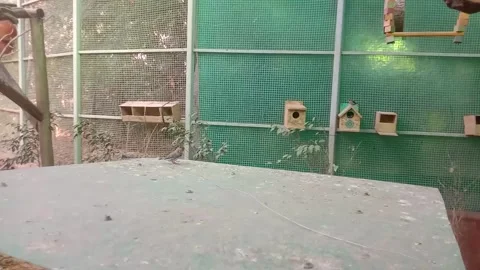 Birds 스톡 동영상 255843653