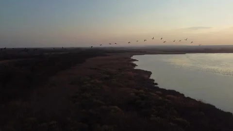 Birds Stock Footage 258847662