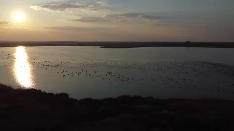 Birds Stock Footage 258847794