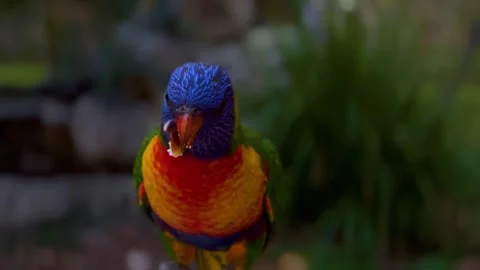 Birds Stock Footage 269795724