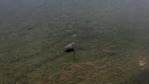Birds Stock Footage 277510684