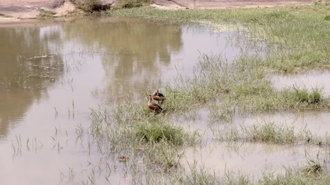 Birds Stock Footage 295209922