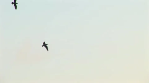 Birds Stock Footage 315593850