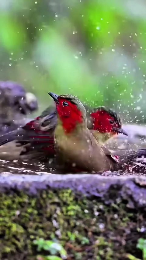 Birds 스톡 동영상 332606424