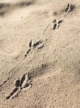 Bird's footprint Stock Photos