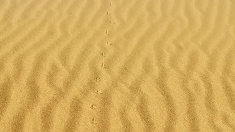 Bird's footsteps over the sand Stock Footage 83437196
