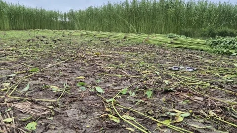 Birds Foraging Insects In Harvested Cleared Jute Field Stubble In Countryside Stock Footage 341048281