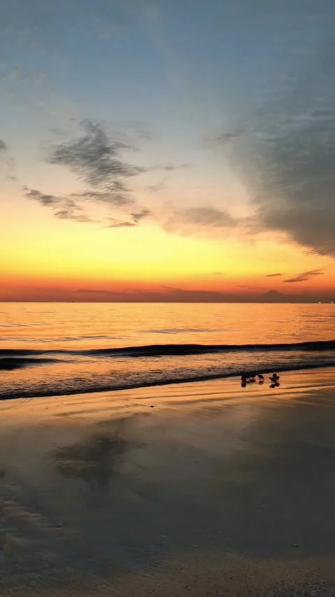 Birds Foraging on Sandy Beach at Sunset Stock-Footage 338147440