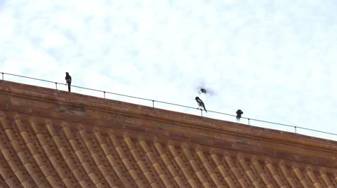 Birds on Forbidden City rooftop, Beijing Stock Footage