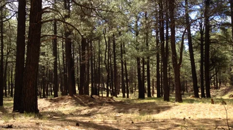 Birds of the forest 1 Stock Footage 39358516