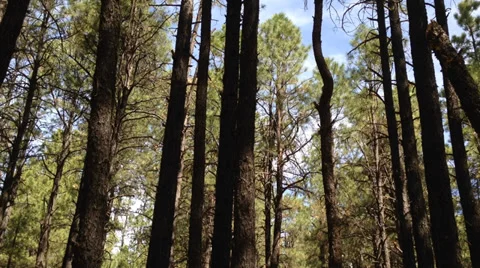 Birds of the forest 3 Stock Footage 39359715