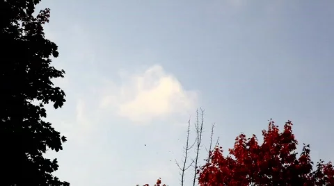Birds in the forest sky  Stock Footage 570130